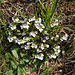 Augentrost ((Euphrasia officinalis), eine bekannte Heilpflanze