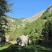 Rückblick auf den Abstiegsweg ins Vallon de Van. 