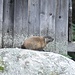 <b>Le marmotte si avventurano fino alla terrazza dell’agriturismo.</b>