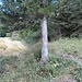 Bei diesem Baum mit den orangefarbenen Pfeilen zweigt der Weg zur Alp Jöggelisberg und zum Goggeien-Hauptsattel ab. Die Wegspur ist gut sichtbar und führt zuerst durch den Wald und später über offene Wiesen.