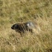 Alpenmurmeltier (Marmota marmota)