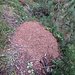 Vielerorts trifft man auf grosse Ameisenhaufen direkt am Wegrand.