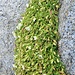 Cerastium uniflorum Clairv.<br />Caryophillaceae<br /><br />Peverina dei ghiaioni.<br />Céraiste uniflore.<br />Einblütiges Hornkraut.