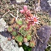 Sempervivum montanum L.<br />Crassulaceae<br /><br />Semprevivo montano.<br />Joubarbe des montagnes.<br />Berg-Hauswurz.