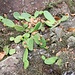 Opuntia humifusa (Raf.) Raf.<br />Cactaceae<br /><br />Fico d'India nano.<br />Oponce vulgaire.<br />Gewoenliche Opuntie.