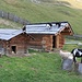 Da noi ci sono le aree-cani..... in Alto Adige le aree-capre (!!!)