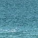 Nur genau dort, wo gerade eine Brise über den Walchensee streicht, kann man die Sonne im Wasser glitzern sehen. 