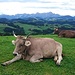 Kühe mit Alpstein oder Alpstein mit Kühen (I).