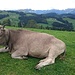 Kühe mit Alpstein oder Alpstein mit Kühen (II).