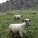 viele (schwarznasige) Schafe unter den Flühen zwischen Schörizflue und Burst
