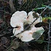 ein riesen Pilz
