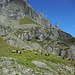 Schafe am Wegesrand, dahinter ein spitziger Turm