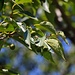 Früchte des Südlichen Zürgelbaums (Celtis australis).