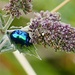 typischer Käfer auf Pfefferminze