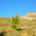 Bei  der Waldgrenze - die Calandahütte und der Gipfelaufbau des Haldensteiner Calanda rücken ins Blickfeld, vorne die zweitletzte Lärche.