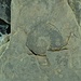 Versteinerter Ammonit am Gipfelsteinmann des Spilauer Grätlis