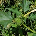 Blätter, Frucht und Blüte vom Gemeinen Stechapfel (Datura stramonium).