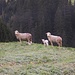 Pecore ed agnelli ad Alpa.