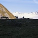 All'Alp da Rog vi sono centinaia di pecore.