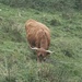 Alpe Gesero : Mucca scozzese
