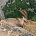 "König" Steinbock.