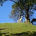 Ausgestopft? Nein, echt! Ein Alpaka (Lama?), das in Kiefersfelden die Aussicht geniest.