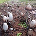 auf unserer Tour passieren wir einige Pilzkulturen...; weisse Pilze...