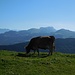 Die Kuh geniesst die Sonne auf dem Sommersberg