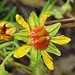 Fetthennen-Steinbrech (Saxifraga aizoides)<br />Ein bisschen was blüht noch / Adesso si vedono solo pochi fiori