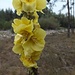 A kind of mullein