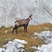 Yes, there are also chamois