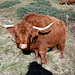 Vache des highlands à Sättle