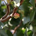 Frucht eines Pistazienbaumes (Pistacia vera).