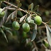 Überall in der aserbaidschanischen Hauptstadt wachsen gepflanzte Olivenbäume (Olea europaea) in Parks und entlang von Strassen. Der uralte Kulturbaum bereichert somit die prächtige Stadt.