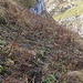 Lauter schmieriges, verrottendes Zeugs. Am schlimmsten ist der Alpendost (Blacken)