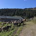 Viehscheid an der Alpe Schnitzlertal