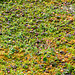 Im Moor reifen die Moltebeeren (Rubus chamaemorus)