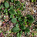Netzweide (Salix reticulata)