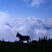 Ein Esel auf der Hasenmatt überblickt die wolkige Weite des Mittellandes