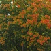 Ahorn im Herbst / Acero in autunno