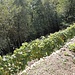<b>A circa 985 m di quota ho la sorpresa di vedere un piccolo filare di viti di una dozzina di ceppi, protetti da un muretto a secco. Non capita spesso di vedere dei vigneti a questa altitudine! </b>
