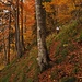 wunderbare Herbstfarben