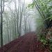 Durch den Wald am Ifleter Berg
