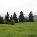 Das gewohnte Bild im Jura: Bäume, Bäume...