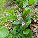 Immenblatt, Waldmelisse (Melittis melissophyllum)