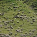 Uns erwarten hunderte Schafe!