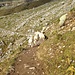 Man kann den [http://www.hikr.org/tour/post84215.html Spieß] auch umdrehen und ... Schafe jagen! :)