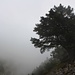 Wie üblich in den Bergen rund um den Όλυμπος (Ólympos) zieht am Nachmittag Nebel auf und taucht die Landschaft in ein geheimnisvolles Licht.