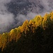 unglaubliche Farben der Lärchen-Mischwälder