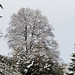 Baum mit leichtem Winterkleid